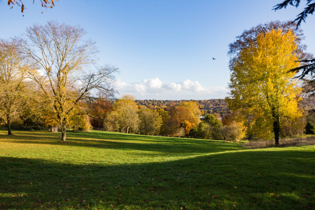 A sunlit park with green grass and scattered trees in autumn colors, mostly yellow and orange, under a clear blue sky. Distant houses and a single bird flying are visible in the background.